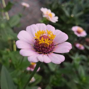 日本乱理伦片在线观看网址
